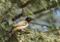 African Red-eyed Bulbul