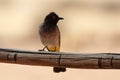 African Red-eyed Bulbul