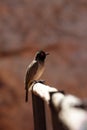 African Red-eyed Bulbul