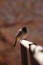 African Red-eyed Bulbul