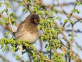 African Red-Eyed Bulbul