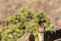 African red-eyed bulbul