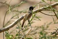 African red-eyed bulbul on a tree branch