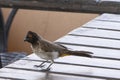 African Red -Eyed BulBul on a Wooden Table