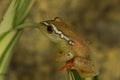 African red frog(Hyperolius) on a green plant Royalty Free Stock Photo