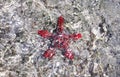 African red knobbed starfish under the water Royalty Free Stock Photo