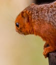 African Red-legged Squirrel Royalty Free Stock Photo