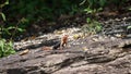 African Redhead Agama Orange headed agama lizard on a rock Royalty Free Stock Photo