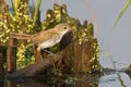 African Reed-Warbler