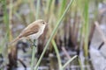 African Reed Warbler Royalty Free Stock Photo