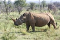 African rhino