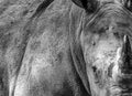 An African Rhino with beautiful texture