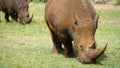 African Rhino Eating Green Grass Royalty Free Stock Photo