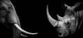 African Rhino , Elephant , Rhinoceros wildlife animal isolated black white , Baner Panorama Royalty Free Stock Photo