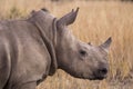 African rhino