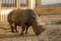 An African rhino in a zoo Royalty Free Stock Photo