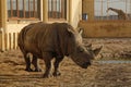 An African rhino in a zoo Royalty Free Stock Photo