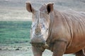 African Rhinoceros Royalty Free Stock Photo