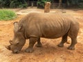 An African rhinoceros in Melaka Zoo. Royalty Free Stock Photo