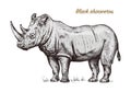 African rhinoceros Wild animal on white background. Engraved hand drawn line art Vintage old monochrome sketch, ink Royalty Free Stock Photo