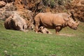 African rhinoceroses (Diceros bicornis minor) on the Masai Mara