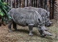 African rhinoceroses eating hay 4