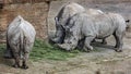 African rhinoceroses eating hay 3