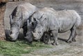 African rhinoceroses eating hay 1