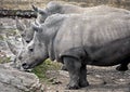 African rhinoceroses 3