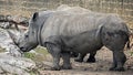 African rhinoceroses 2