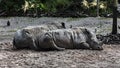 African rhinoceroses on the sand 3