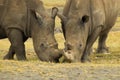 2 African Rhinos, eating and working together