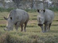 African rhinos standing side-by-side in a lush grassy field