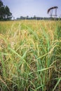 African Rice Oryza glaberrima  plants growing in an agricultural field with people harvesting the crop, Uganda Royalty Free Stock Photo