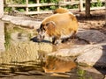 African river hog