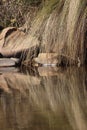 African river still life