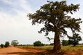 African road