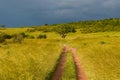 African road in savanna, Masai Mara, Kenya