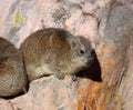 African Rock Hyrax Royalty Free Stock Photo