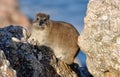 African Rock Hyrax Royalty Free Stock Photo
