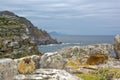 African rock hyrax - dassy on Cape Good Hope