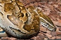 African Rock Phyton Royalty Free Stock Photo
