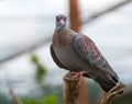 African rock pigeon (Columba guinea)