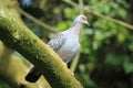 African rock pigeon Royalty Free Stock Photo