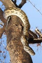 African Rock Python, Chobe National Park, Botswana