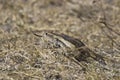 African Rock Python (Python sebae) Royalty Free Stock Photo