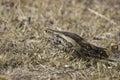 African Rock Python (Python sebae)