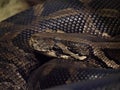 African rock python, Python sebae, is the largest African snake-portrait