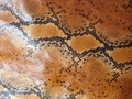 African rock python skin pattern