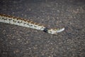 An African rock python taking a risk as it crosses a bitumen road in the Kruger Park. Royalty Free Stock Photo